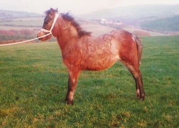 Pwlle Tirion - Nantlais Welsh Mountain Ponies